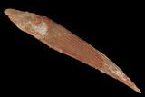 Fossil Shark (Hybodus) Dorsal Spine - Morocco #106548-1